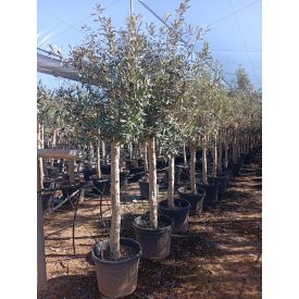 Olajfa europea 180 cm 18/20