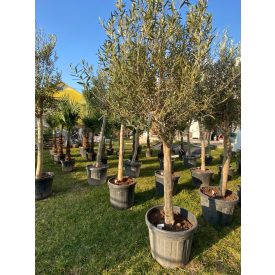 Olajfa-Olea Europea 180cm