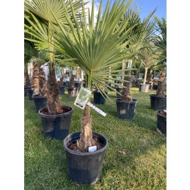 Trachycarpus fortunei kínai kender pálma 20cm törzs 