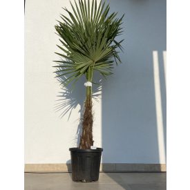 Trachycarpus fortunei kínai kender pálma 30/40cm törzs 