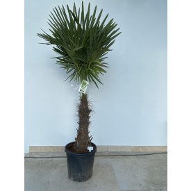 Trachycarpus fortunei kínai kender pálma 40/50cm törzs 