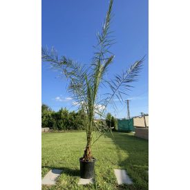 Phoenix canariensis 3m magas