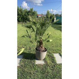 Chamaerops humilis 