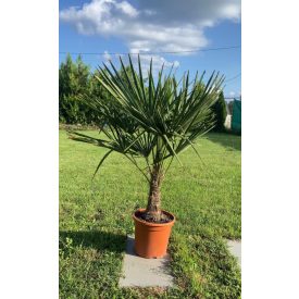 trachycarpus fortunei kínai kender pálma