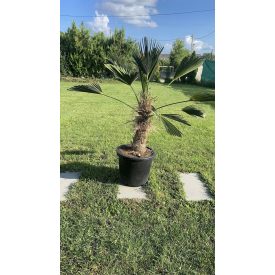 trachycarpus wagnerianus, 40 cm torzs
