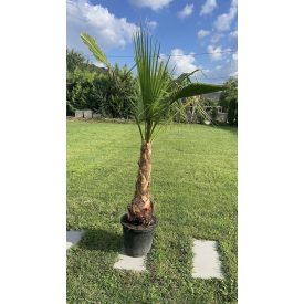 washingtonia robusta