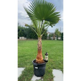 washingtonia robusta pucolt törzs