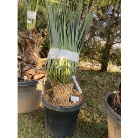 Yukka Rostrata 15/20cm Törzs